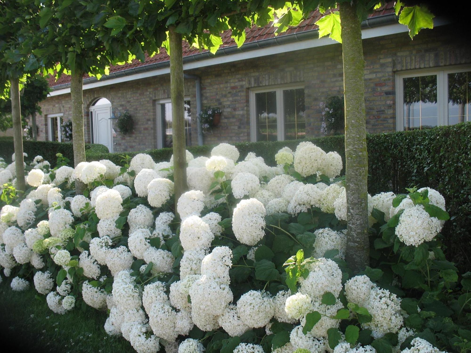 Greenhouse 37 Frühstückspension Langemark
