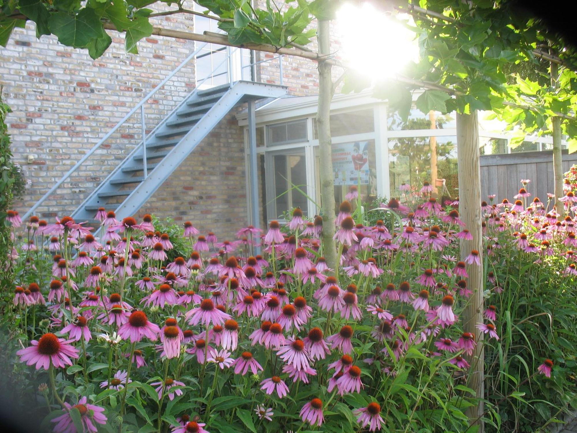 Greenhouse 37 2*